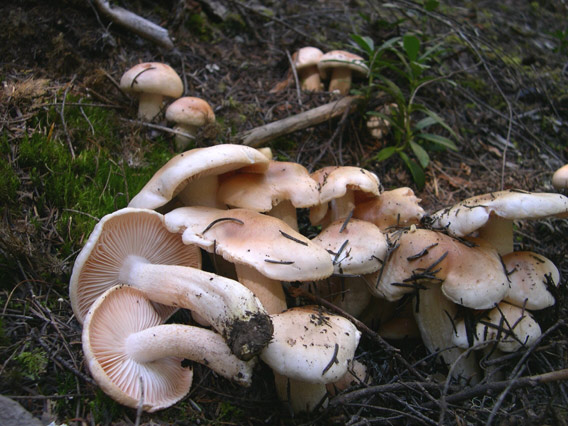 Hygrophorus pudorinus